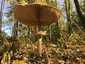 Nagy őzlábgomba (Macrolepiota procera), Dél-Pest